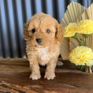 ZARA - Female Toy Cavoodle - Ready 14th August