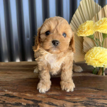 Load image into Gallery viewer, ZARA - Female Toy Cavoodle - Ready 14th August