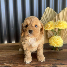 Load image into Gallery viewer, ZARA - Female Toy Cavoodle - Ready 14th August