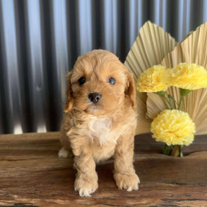 ZARA - Female Toy Cavoodle - Ready 14th August