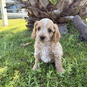 ZAYDEN - Male Toy Spoodle - Ready Now