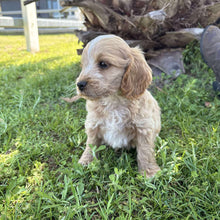 Load image into Gallery viewer, ZAYDEN - Male Toy Spoodle - Ready Now