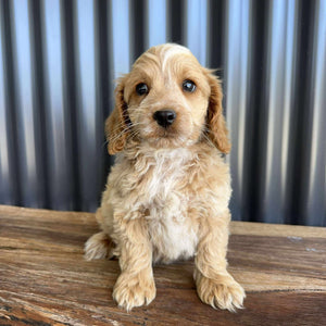 ZAYDEN - Male Toy Spoodle - Ready Now