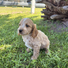Load image into Gallery viewer, ZAYDEN - Male Toy Spoodle - Ready Now