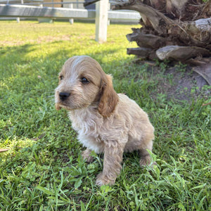 ZAYDEN - Male Toy Spoodle - Ready Now