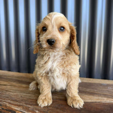 Load image into Gallery viewer, ZAYDEN - Male Toy Spoodle - Ready Now