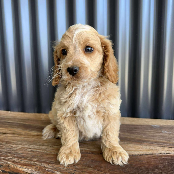 ZAYDEN - Male Toy Spoodle - Ready Now