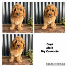 Load image into Gallery viewer, .ZAYN - Male Toy Cavoodle - Ready Now