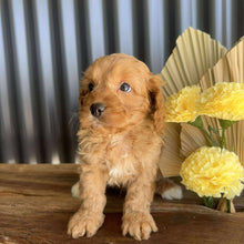 Load image into Gallery viewer, ZAYN - Male Toy Cavoodle - Ready 14th August