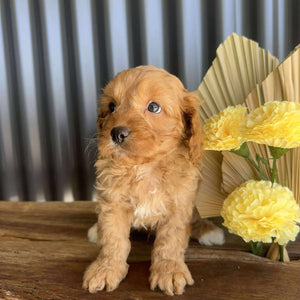ZAYN - Male Toy Cavoodle - Ready 14th August