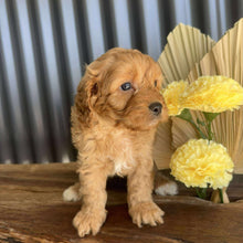 Load image into Gallery viewer, ZAYN - Male Toy Cavoodle - Ready 14th August