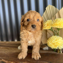 Load image into Gallery viewer, ZAYN - Male Toy Cavoodle - Ready 14th August