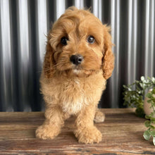 Load image into Gallery viewer, .ZAYN - Male Toy Cavoodle - Ready Now
