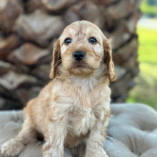 Load image into Gallery viewer, ZEKE - Male Toy Spoodle - Ready 4th May