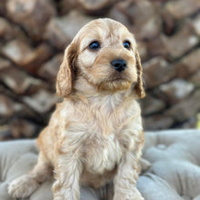 Load image into Gallery viewer, ZEKE - Male Toy Spoodle - Ready 4th May