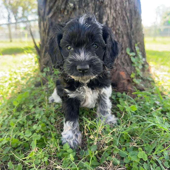 ZEKE - Male Toy Spoodle - Ready 6th May