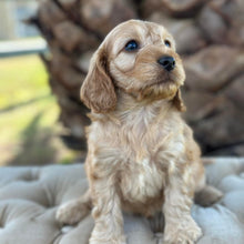 Load image into Gallery viewer, ZEKE - Male Toy Spoodle - Ready 4th May