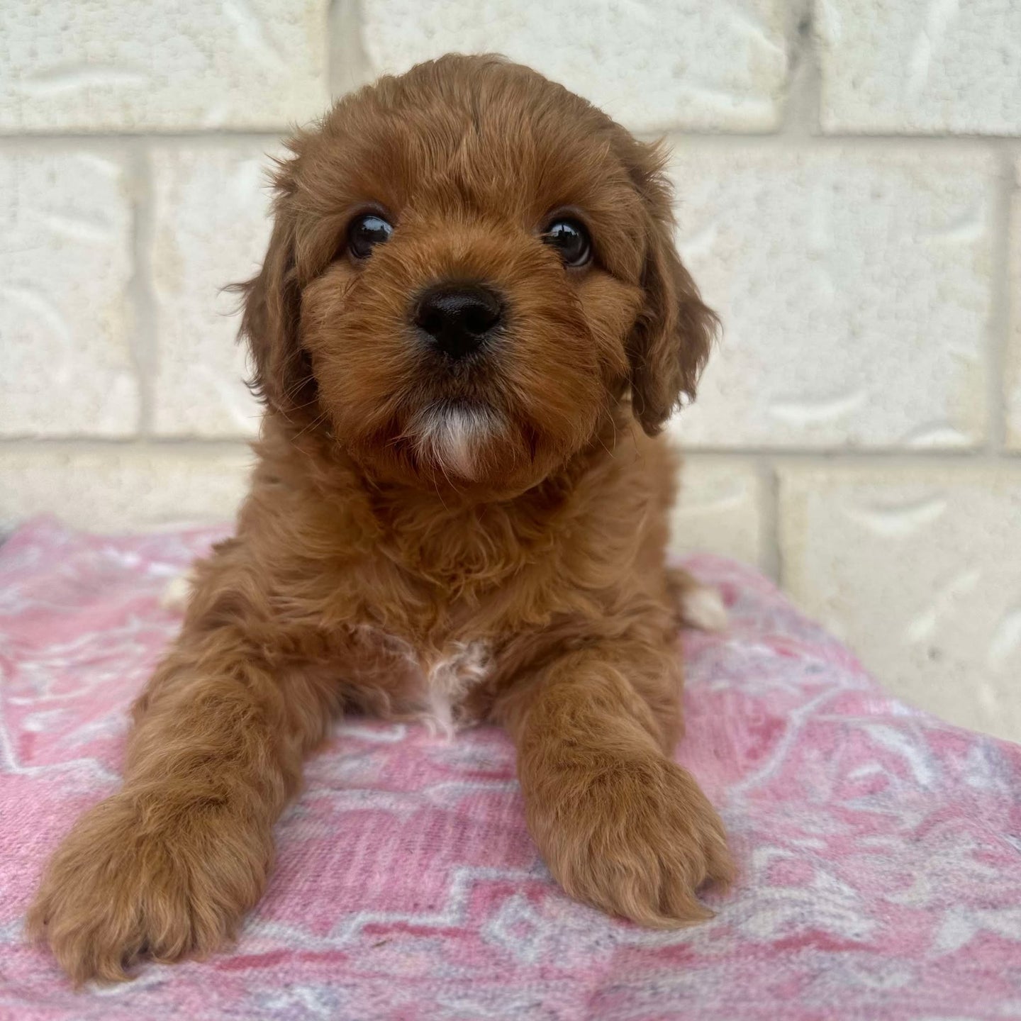 ZENA - Female Mini Cavoodle - Ready 24th March