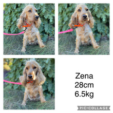 Load image into Gallery viewer, BUBBA - Male Cocker Spaniel - Ready 15th Nov