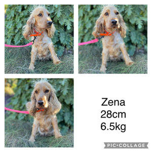 BUBBA - Male Cocker Spaniel - Ready 15th Nov