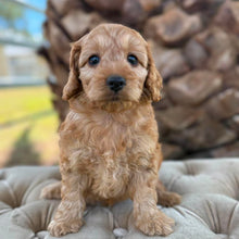 Load image into Gallery viewer, ZIGGY - Male Toy Spoodle - Ready 4th May