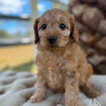 Load image into Gallery viewer, ZIGGY - Male Toy Spoodle - Ready 4th May