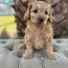 Load image into Gallery viewer, ZIGGY - Male Toy Spoodle - Ready 4th May