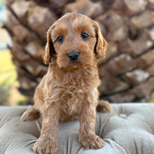 Load image into Gallery viewer, ZIPPY - Male Toy Spoodle - Ready 4th May