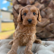 Load image into Gallery viewer, ZIPPY - Male Toy Spoodle - Ready 4th May