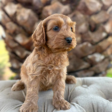 Load image into Gallery viewer, ZIPPY - Male Toy Spoodle - Ready 4th May