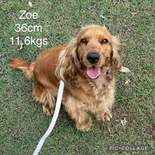 Load image into Gallery viewer, ZAYDEN - Male Toy Spoodle - Ready Now