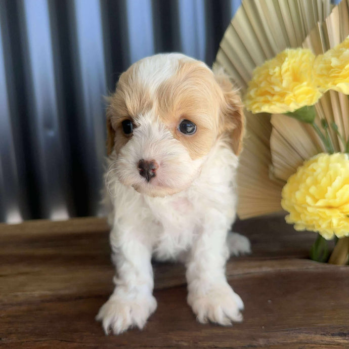ZOLA - Female Toy Cavoodle - Ready 14th August
