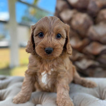 Load image into Gallery viewer, ZOLTON - Male Toy Spoodle - Ready 4th May