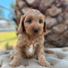 Load image into Gallery viewer, ZOLTON - Male Toy Spoodle - Ready 4th May