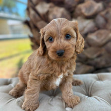 Load image into Gallery viewer, ZOLTON - Male Toy Spoodle - Ready 4th May