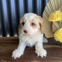 Load image into Gallery viewer, ZOOBIE - Male Toy Cavoodle - Ready 14th August