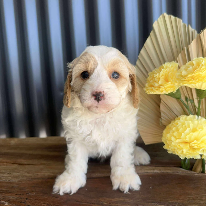 ZOOBIE - Male Toy Cavoodle - Ready 14th August