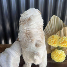 Load image into Gallery viewer, ZOOBIE - Male Toy Cavoodle - Ready 14th August