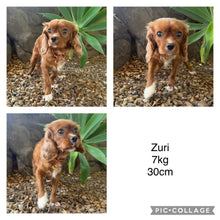 Load image into Gallery viewer, ZURI - Female Cavalier - ADULT REHOMER - Ready Now