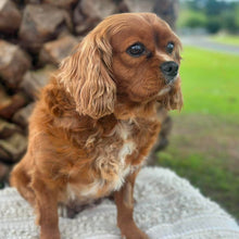 Load image into Gallery viewer, ZURI - Female Cavalier - ADULT REHOMER - Ready Now