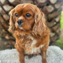 Load image into Gallery viewer, ZURI - Female Cavalier - ADULT REHOMER - Ready Now