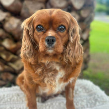Load image into Gallery viewer, ZURI - Female Cavalier - ADULT REHOMER - Ready Now