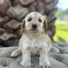 Load image into Gallery viewer, ZUZU - Female Toy Spoodle - Ready 4th May