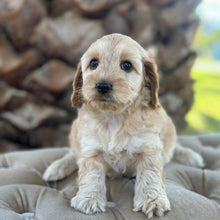 Load image into Gallery viewer, ZUZU - Female Toy Spoodle - Ready 4th May