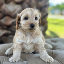 Load image into Gallery viewer, ZUZU - Female Toy Spoodle - Ready 4th May