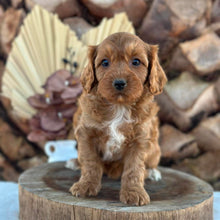 Load image into Gallery viewer, ACE - Male Toy Cavoodle - Ready 5th Sept
