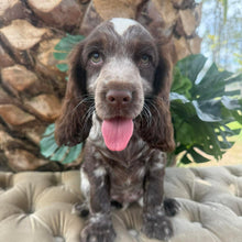 Load image into Gallery viewer, ANDY - Male Cocker Spaniel - Ready This Weekend