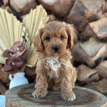 Load image into Gallery viewer, ARROW - Male Toy Cavoodle - Ready 5th Sept