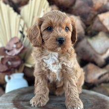 Load image into Gallery viewer, ARROW - Male Toy Cavoodle - Ready 5th Sept