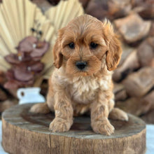 Load image into Gallery viewer, ASHA - Female Toy Cavoodle - Ready for Home NOW
